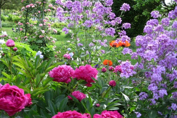 Hermosas flores en un jardín