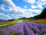 Campo con flores de varios colores