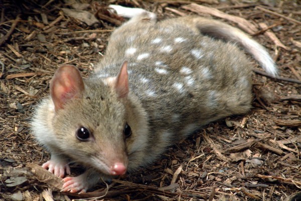 Quol tigre (Dasyurus maculatus)