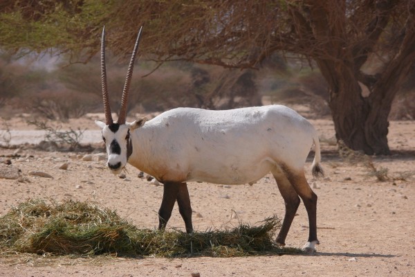 Órix de Arabia (Oryx leucoryx)
