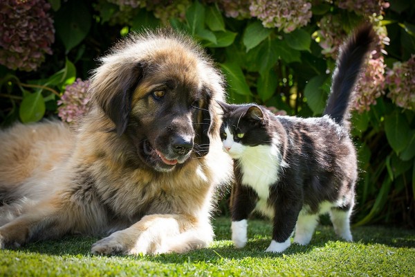 Bonita amistad entre un perro y un gato