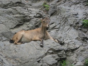 Postal: Cabra montesa descansando sobre las rocas