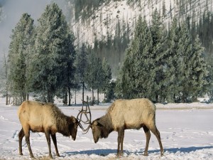 Ciervos luchando en la nieve