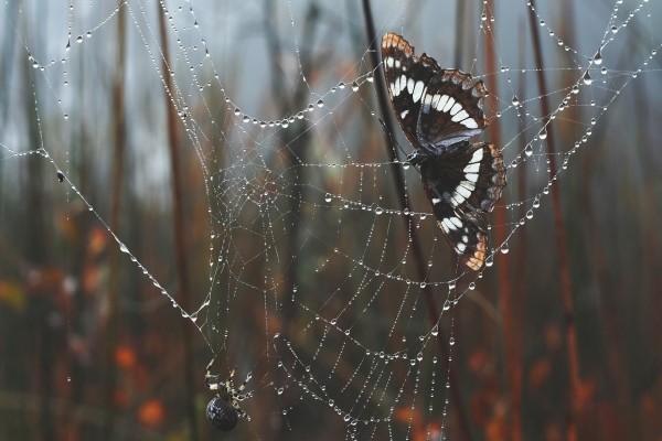 Mariposa atrapada en una tela de araña