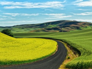 Carretera en un campo verde
