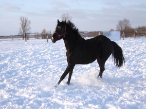 Postal: Caballo negro sobre la nieve