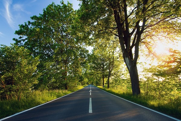 Carretera de doble sentido entre árboles