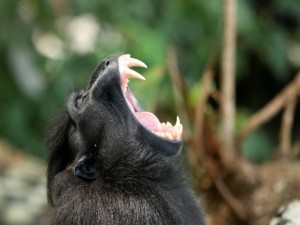 Un simio mostrando los colmillos