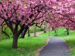 Hermoso paseo entre árboles en flor