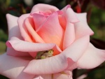 Rana entre los pétalos de una rosa color rosa