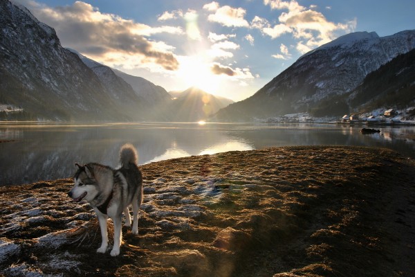Perro de raza husky junto a un lago al amanecer