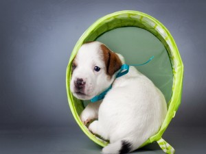 Cachorro Jack Russell terrier sentado en un anillo verde