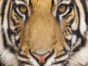 Postal: La cara de un tigre