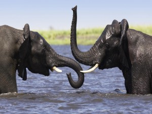 Postal: Dos elefantes dándose un baño