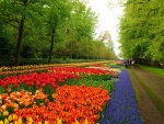 Contemplando hermosos tulipanes en un gran jardín