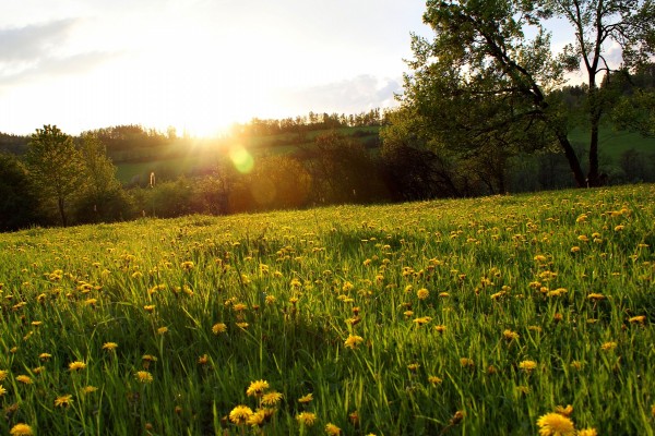 Sol iluminando un campo con flores silvestres
