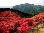 Árboles rojos junto a una montaña verde