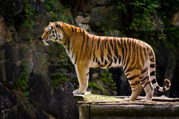 Tigre observando desde un mirador