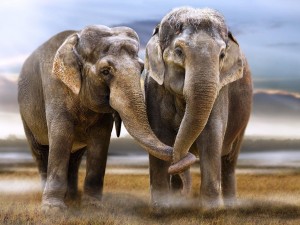 Elefantes con las trompas entrelazadas