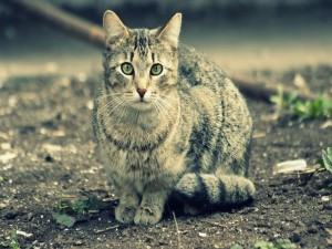 Postal: Un gato mirándote con sus lindos ojos verdes