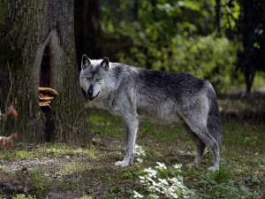 Postal: Un lobo gris en el bosque