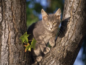 Postal: Gatito gris en un árbol