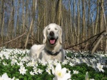 Perro descansando entre flores blancas
