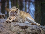 Lobo tumbado en una roca