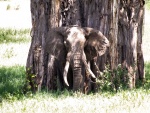 Elefante junto a un gran árbol