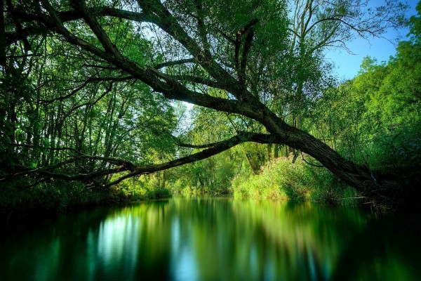 Árbol inclinado sobre el río