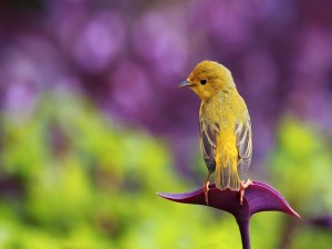 Pájaro posado en una flor morada