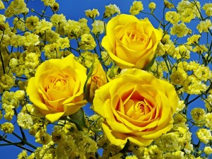 Rosas amarillas entre unas ramas con pequeñas flores