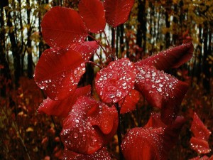 Postal: Gotitas de agua sobre unas hojas rojas