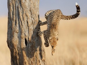 Salto acrobático de un guepardo para bajar de un árbol