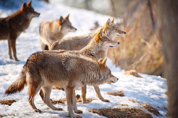 Manada de lobos vista en invierno