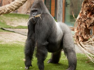 Gorila con fibras de palmera en la boca