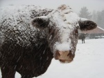 Vaca cubierta de nieve
