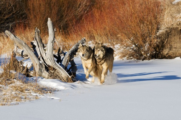 Dos lobos caminando juntos sobre la nieve