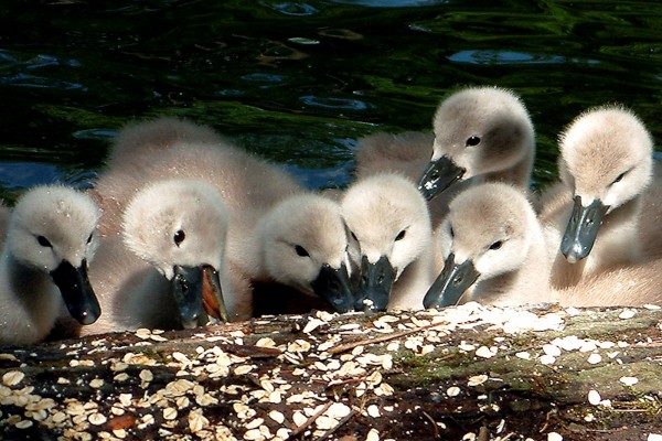 Grupo de pequeños cisnes alimentándose