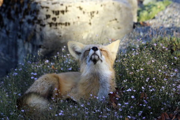 Zorro dormido entre pequeñas flores