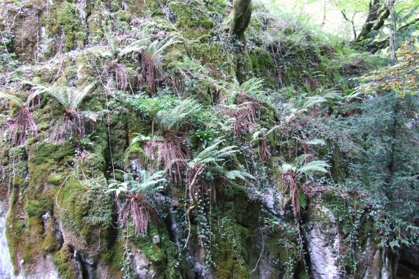 Helechos y árboles en una pared de roca
