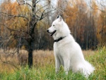 Un hermoso perro blanco sentado en la hierba