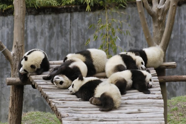 Osos panda dormidos sobre una plataforma