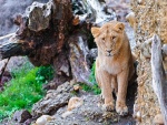 Un joven león junto a unas rocas