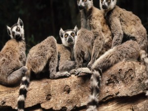 Postal: Grupo de lémures sobre un tronco
