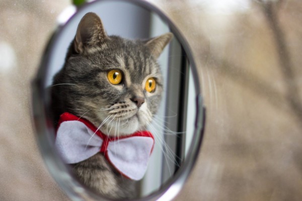 Gato con pajarita mirándose en el espejo