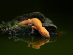 Lagarto naranja tomando agua del estanque