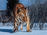 Tigre caminando sobre la nieve