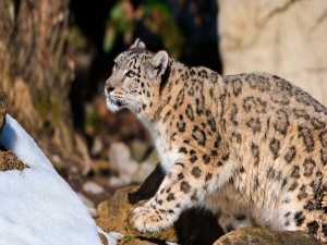 Leopardo de las nieves caminando sobre unas rocas
