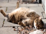 Gato tumbado junto a un montón de piedras